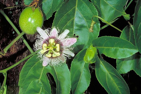 Cây Dây mát. Passiflora edulis Sim - Cây Thuốc Nam Quanh Ta